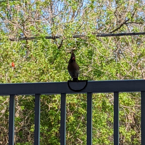 Posatoio sicuro per uccelli - Bird Rail Perch