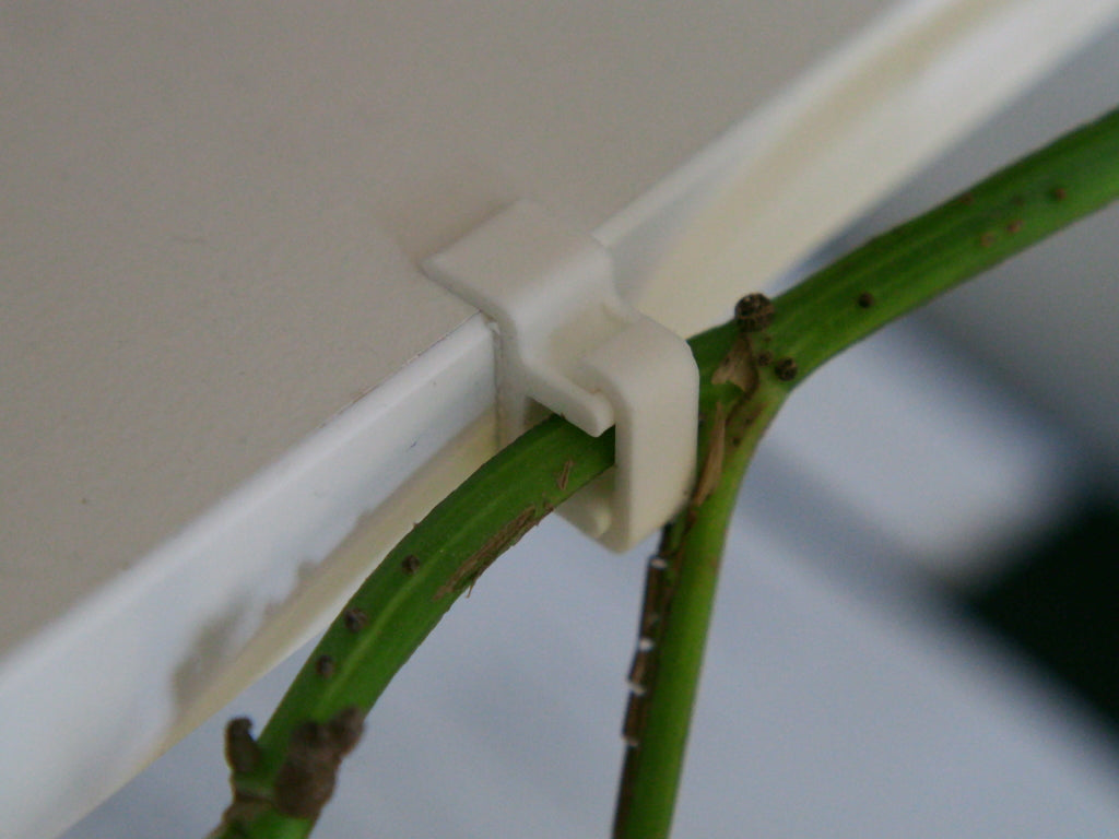 Appeso a parete per pianta di edera sullo scaffale Ikea Gersby